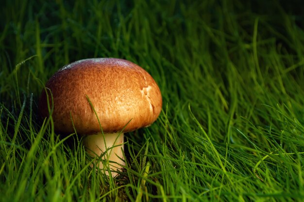 Royal champignons at sunset in the grass