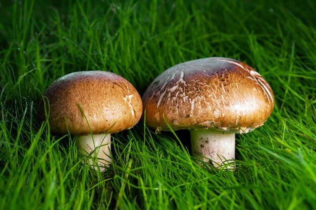 Royal champignons at sunset in the grass