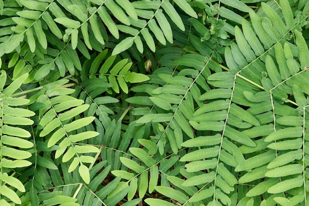 Листья королевского папоротника (Osmunda regalis) в лесу - прохладное фоновое изображение