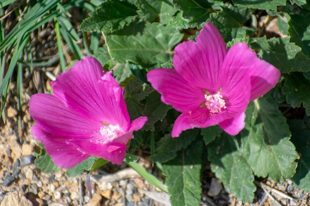 Photo royal mallow malva trimestris