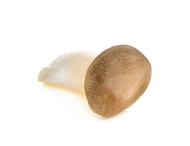 Royal mushroom isolated on white