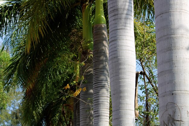 Royal Palm Tree Stem