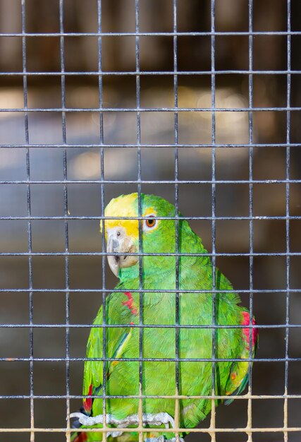 Royal Parrot of Yellowfronted Amazon gekooid in een dierentuin Amazona ochrocephala