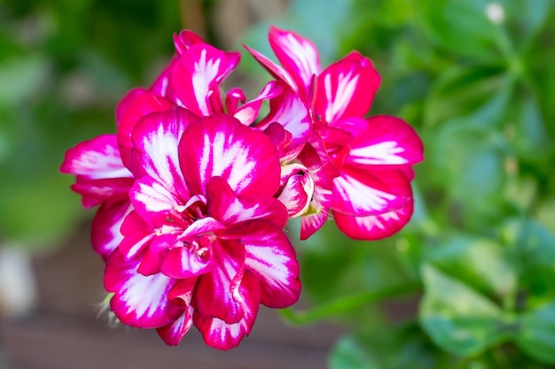 로얄 pelargonium 꽃 Pelargonium grandiflorum 제라늄 꽃이 피다