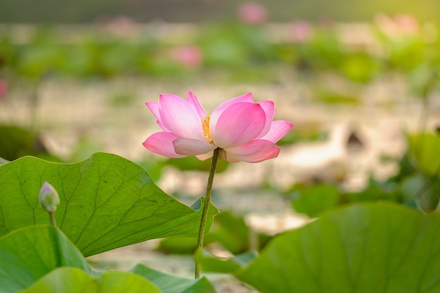 Loto rosa reale al mattino nella grande laguna