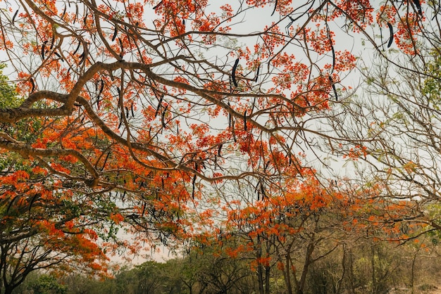 Photo royal poinciana flame tree flamboyant tree amazing red and yellow leaved tree in mexico