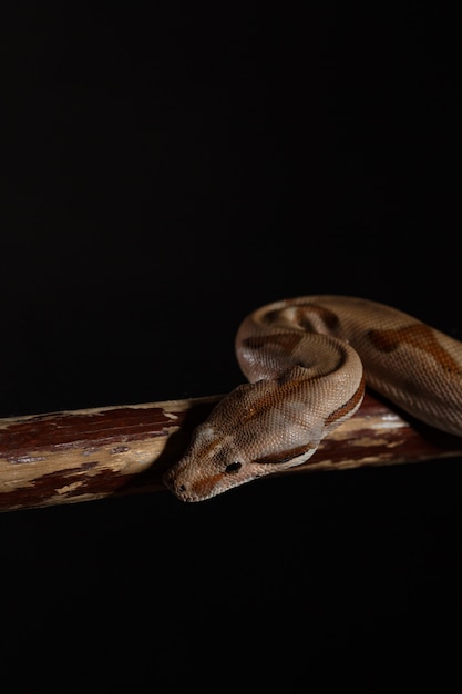 Foto royal python, o ball python python regius
