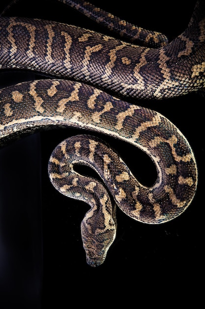 Royal Python 또는 Ball Python Python regius