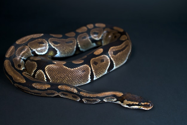 Royal Python. Natural color is normal. Snake. Black background.