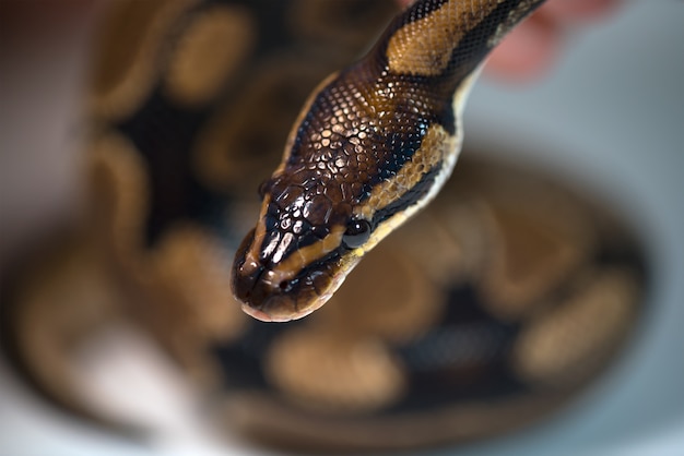 Foto royal python. natuurlijke kleur is normaal. slang. wild natuur. witte achtergrond. studio.