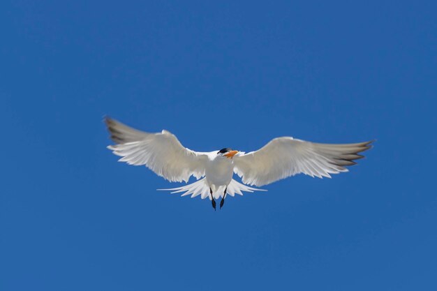 Королевская крачка Морская птица, летящая чайкой в небе