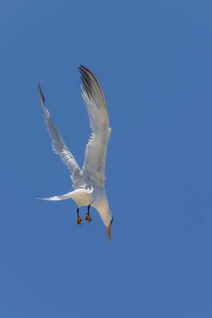 Королевская крачка Морская птица, летящая чайкой в небе