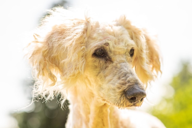 Royal white poodle in the garden