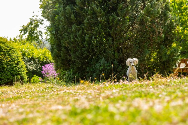 Royal white poodle in the shade in the garden