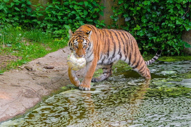 Royel Bengal Tiger drinkwater uit het drinkwater van lakeTiger