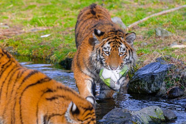 Foto royel tigre del bengala che corre nel lagotigre in acqua