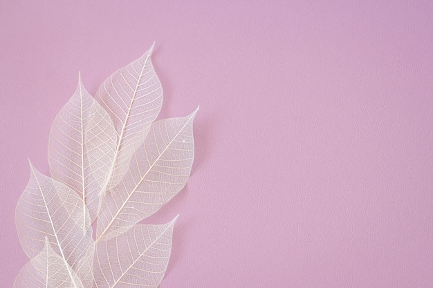 roze achtergrond met geskeletteerde witte bladeren