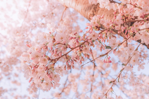 Roze achtergrond van bloeiende fruitboom