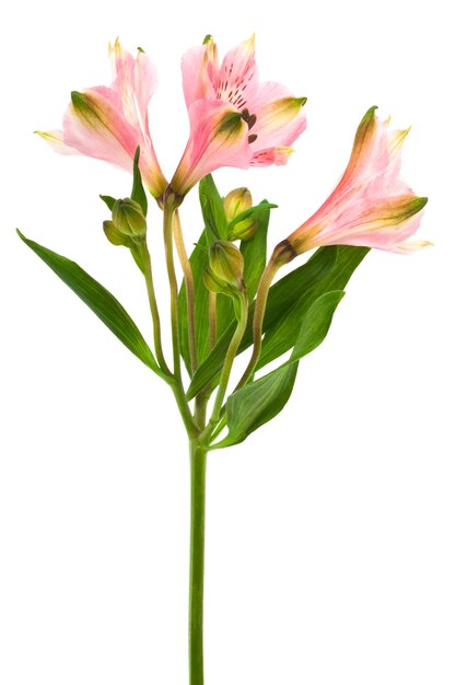 Roze alstroemeria