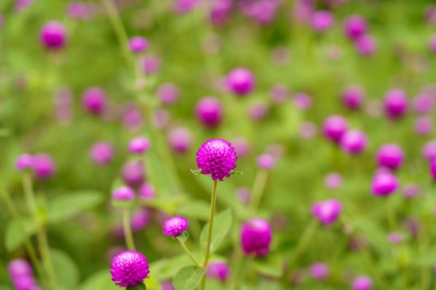 Roze amarant met nectaretende bijen prachtig