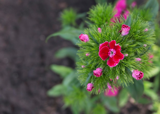 Roze anjer bloem close-up