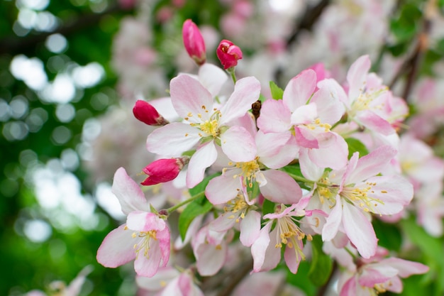 Roze appelbloemen op onscherpe achtergrond