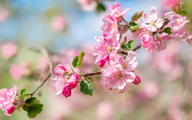 Roze appelbloesems op een blauwe hemelachtergrond Lente achtergrond