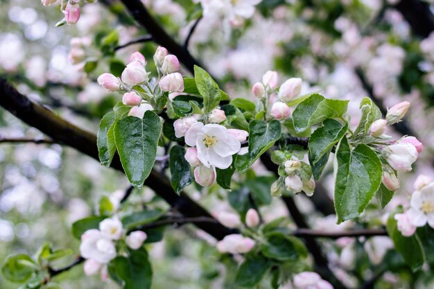 Roze appelboom bloemen en waterdruppels