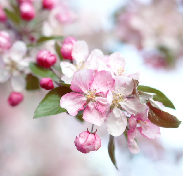 Roze appelboom bloemen