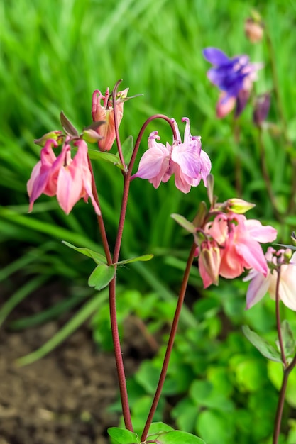 roze aquilegia bloem groeit in bloementuin. teelt van tuin bloemen concept