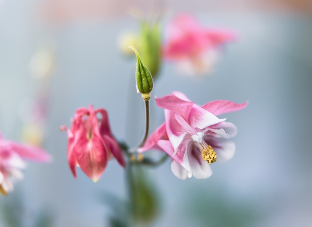 Roze aquilegiabloemen in een tuin.