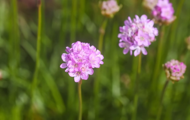 Roze Armeria-bloemen in de zomertuin