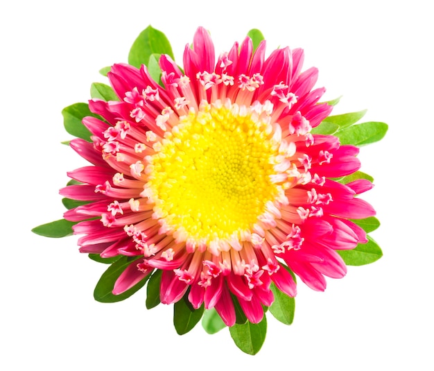 roze aster die op witte achtergrond wordt geïsoleerd