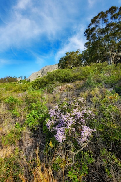 Roze aster fynbos bloemen groeien op weelderig groene en dichte struiken en struiken in afgelegen milieu- en natuurbehoud Flora en planten in een vredig, sereen en onontgonnen lokaal platteland