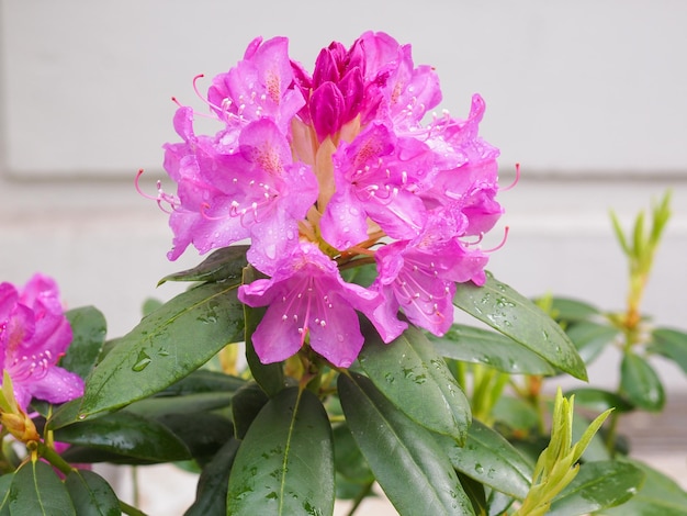 Roze azalea bloem