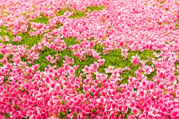 roze azalea bloembloesem