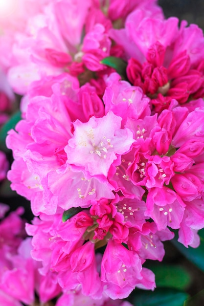 Roze azalea bloemen close-up.