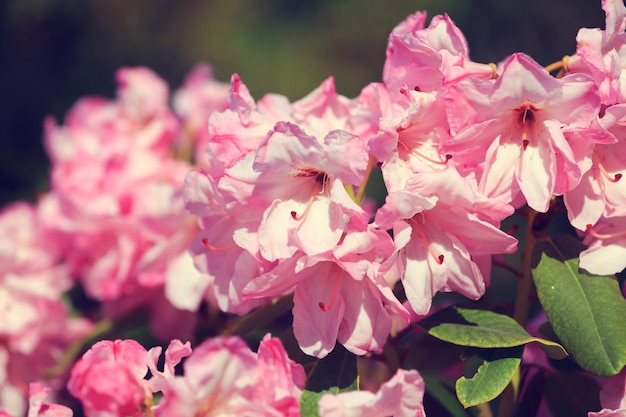 Roze Azalea bloemen in een park