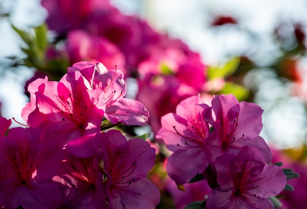 Roze azalea bloemen in het zonlicht