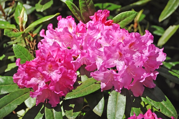 Roze azalea bloemen in volle bloei met groene bladeren aan de struik