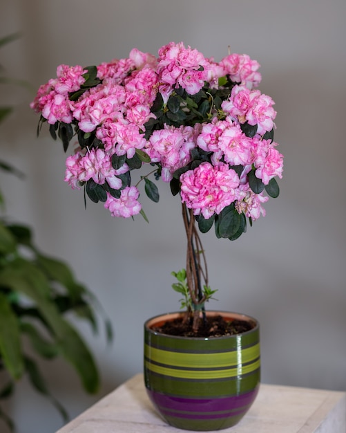 Roze Azalea vormsnoei in de kleurrijke pot