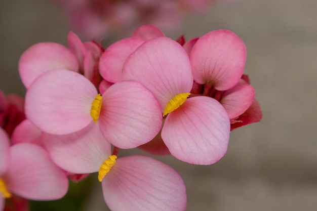 Roze begonia bloemen in de tuin close-up van de foto