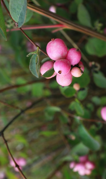 Roze bessen close-up