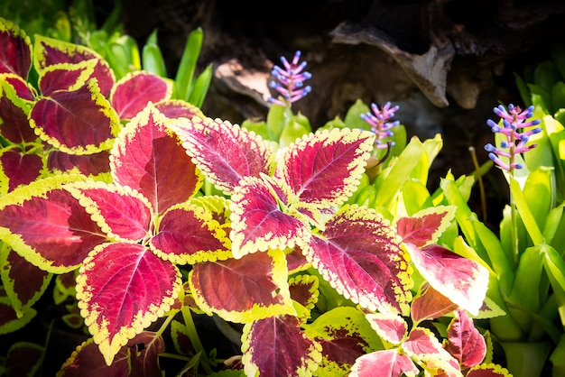 Roze blad van plant