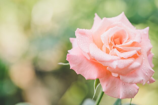 Roze bloei steeg in de tuin. Home outdoor decoratie en tuinieren concept