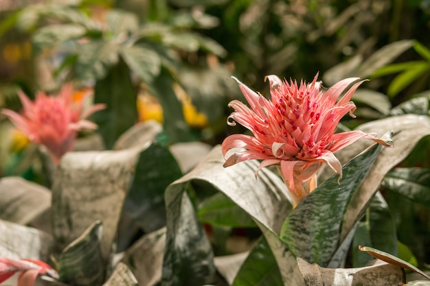 Roze bloei van tropische plant Aechmea fasciata