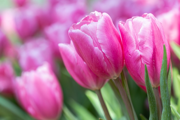 Roze bloeide tulpen in een tuin