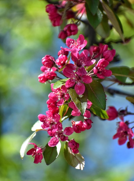 Foto roze bloeiende appelboom