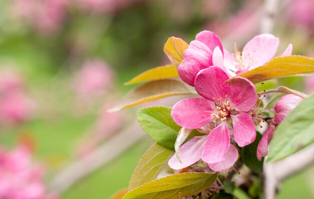 roze bloeiende appelboombloem met gratis kopieerruimte