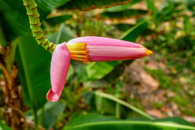 roze bloeiende banaan